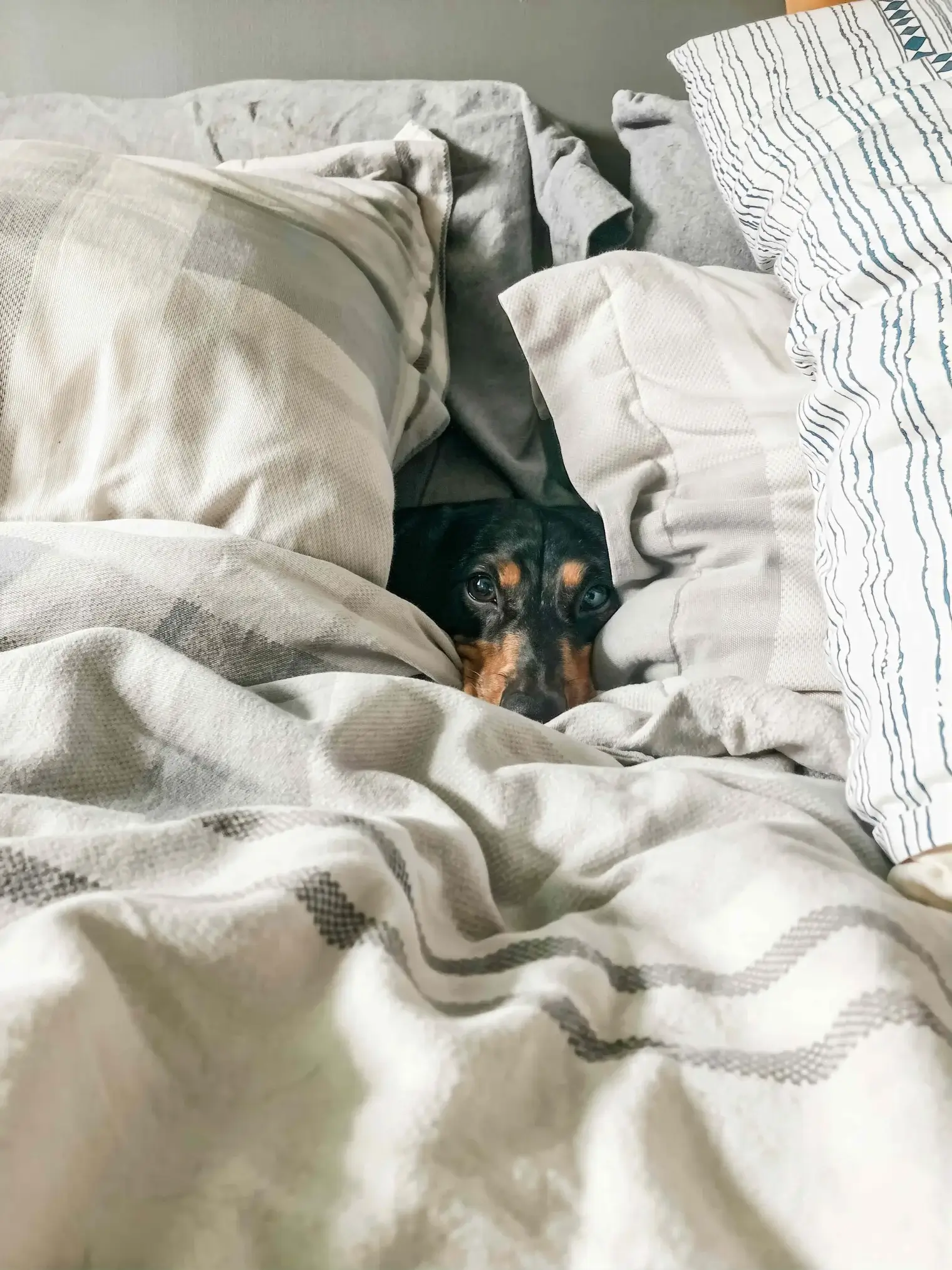 compass vista lifestyle pet friendly apartments in nashville tn dog in bed images4